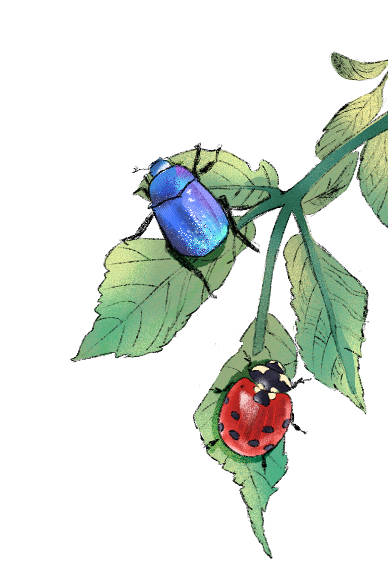 Illustration