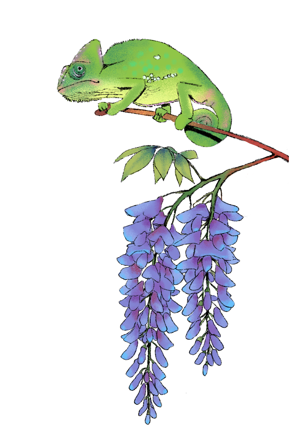 Chameleon Placeholder